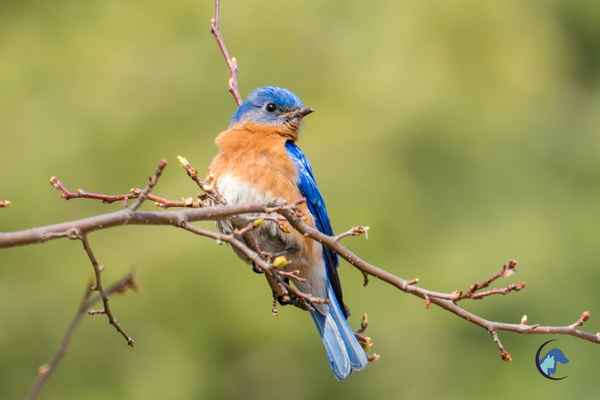 kus-sagligi-ve-tedavisi-umraniye-veteriner-klinigi